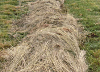 Feeding cattle: the basics