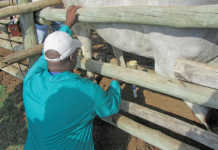 Not all in support of new proposed veterinary science faculty