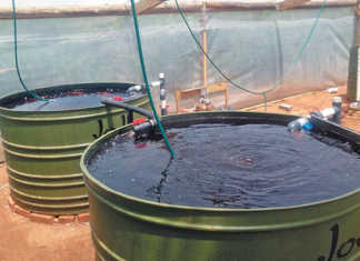 Aquaponics: how to get plumper, healthier fish