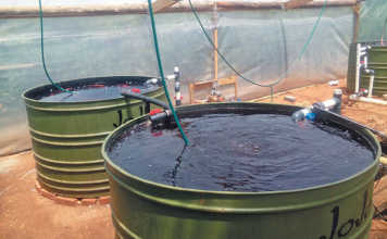 Aquaponics: how to get plumper, healthier fish