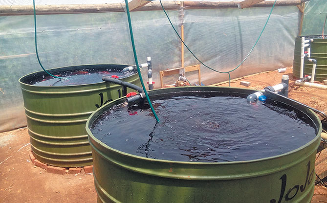 Aquaponics: how to get plumper, healthier fish