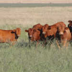 High red meat prices fuelled inflation, says Stats SA