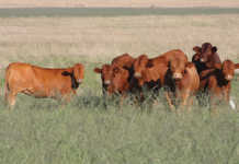 High red meat prices fuelled by inflation, says Stats SA High red meat prices fuelled inflation, says Stats SA