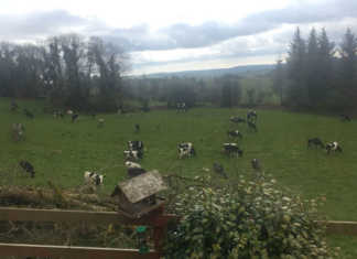 Severe weather conditions exacerbate Irish fodder crisis Severe weather conditions exacerbate Irish fodder crisis