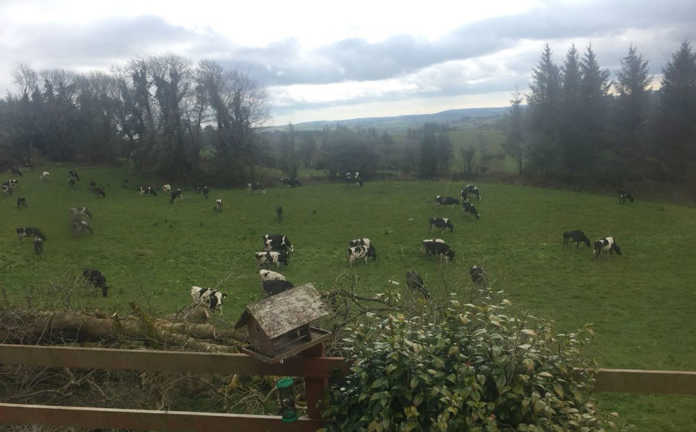Severe weather conditions exacerbate Irish fodder crisis