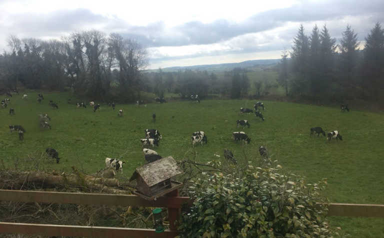Severe weather conditions exacerbate Irish fodder crisis Severe weather conditions exacerbate Irish fodder crisis