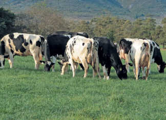 Sustainability in pasture- based dairy farming