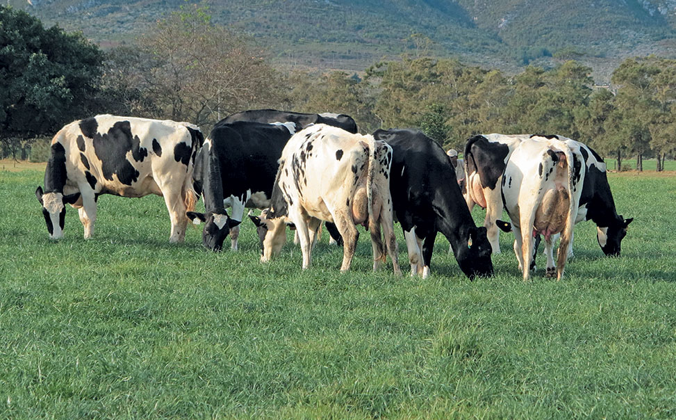 Sustainability in pasture- based dairy farming
