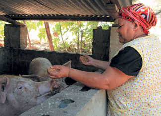 Small-scale pig farmer Augusta Thomas