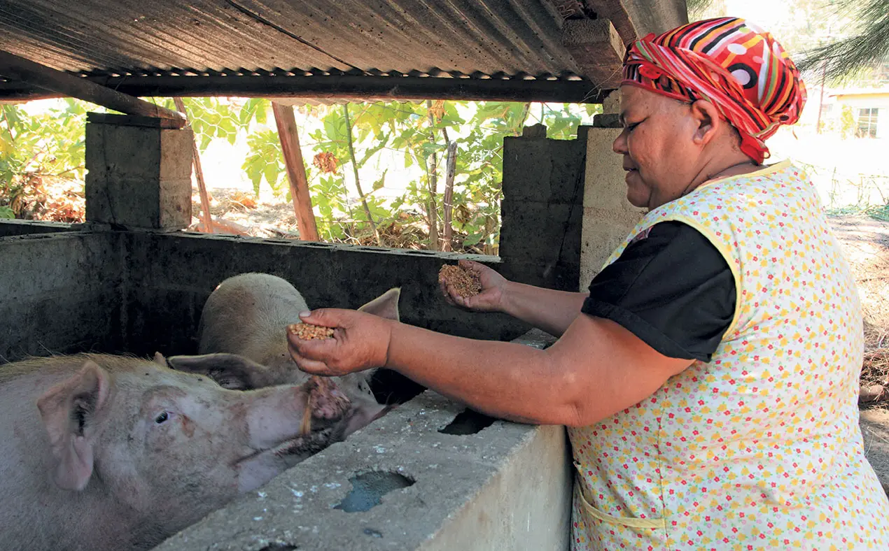 Small-scale pig farmer Augusta Thomas