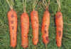 Learn how to grow carrots
