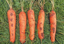 Learn how to grow carrots Learn how to grow carrots