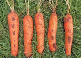 Learn how to grow carrots