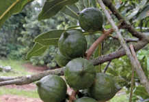 China’s demand for macadamias boosts local production China's demand for macadamias boosts local production