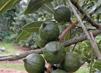 China's demand for macadamias boosts local production