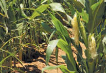 Possible fall armyworm outbreak in North West Possible fall armyworm outbreak in North West