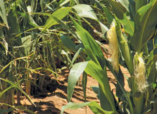 Possible fall armyworm outbreak in North West