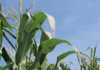 Bigger maize harvest expected for SA Bigger maize harvest expected for SA