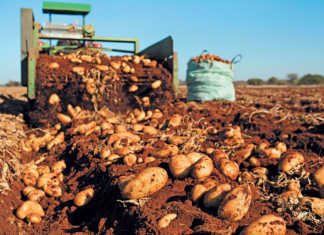 ‘Quality drives demand’ – SA potato farmer of the year