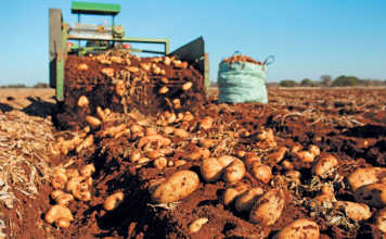 ‘Quality drives demand’ – SA potato farmer of the year
