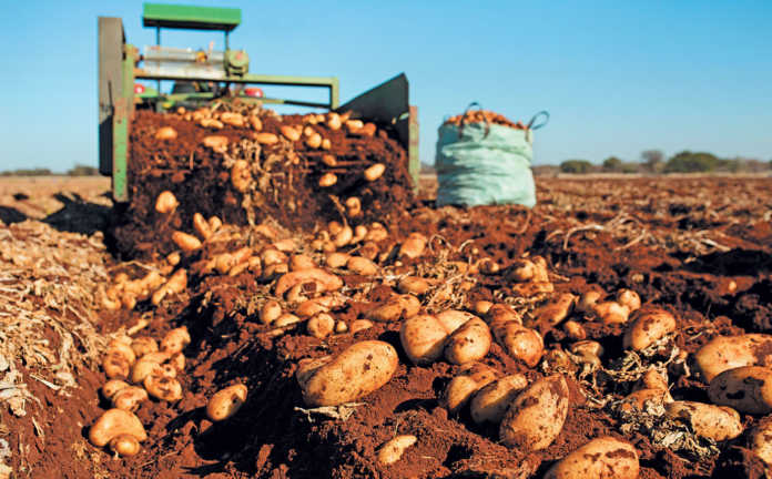 ‘Quality drives demand’ – SA potato farmer of the year