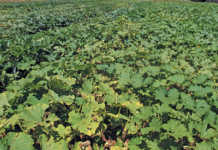 Why pumpkins need space to grow Why pumpkins need space to grow