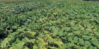 Why pumpkins need space to grow
