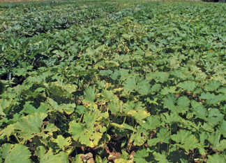 Why pumpkins need space to grow