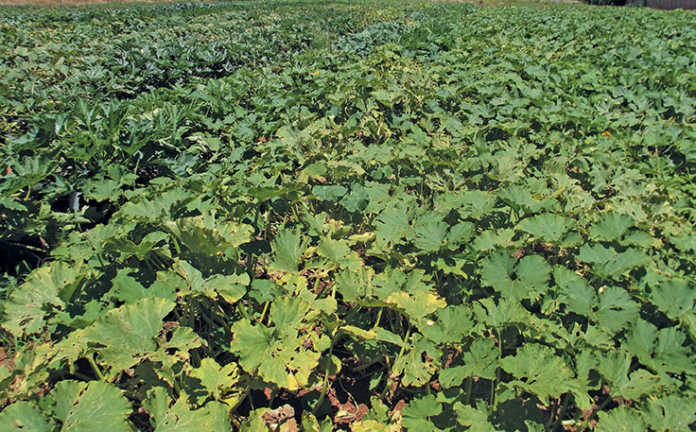 Why pumpkins need space to grow