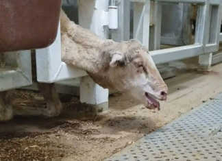 Shocking footage of live sheep exports from Australia Shocking footage of live sheep exports from Australia