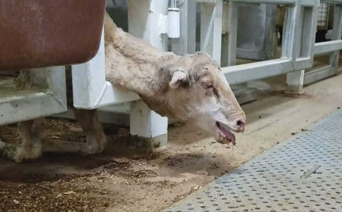 Shocking footage of live sheep exports from Australia