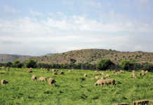 Commodity organisations assist with transformation