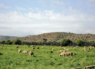 Commodity organisations assist with transformation