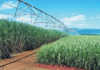 Smarter ways to irrigate sugar cane Smarter ways to irrigate sugarcane