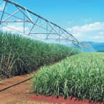 Smarter ways to irrigate sugarcane