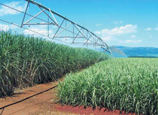 Smarter ways to irrigate sugarcane