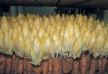 Witlof: a new entrant to SA’s leafy vegetables market