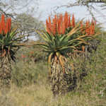 Tips on how to grow aloe