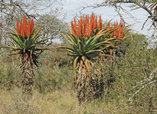 Tips on how to grow aloe