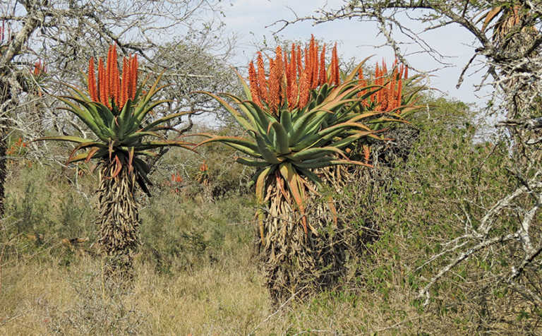 Tips on how to grow aloe Tips on how to grow aloe