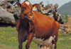 Signs of a healthy dairy cow Signs of a healthy dairy cow