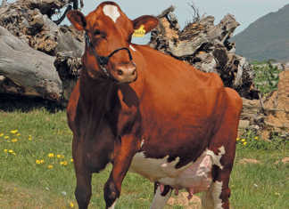Signs of a healthy dairy cow