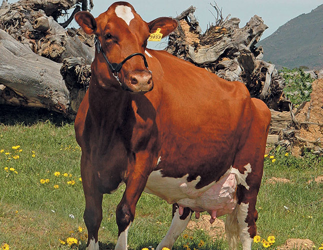 Signs of a healthy dairy cow Signs of a healthy dairy cow