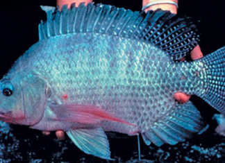 Know your Tilapia strains