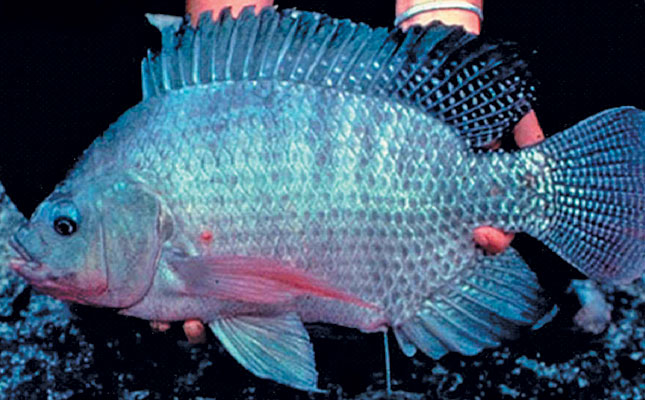 Know your Tilapia strains Know your Tilapia strains
