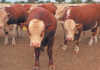 Herefords in Namibia: 100 years of genetic improvement