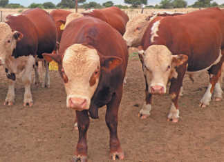 Herefords in Namibia: 100 years of genetic improvement