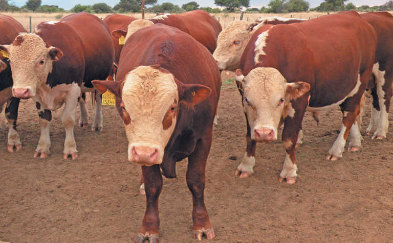 Herefords in Namibia: 100 years of genetic improvement Herefords in Namibia: 100 years of genetic improvement