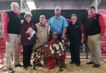 Xhosa Lob Ear goat nets top sale price