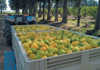 From fruit hawker to successful lemon exporter From fruit hawker to successful lemon exporter